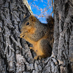"Snacking Squirrel" in a tree @ Prospect Lake — Colorado Springs, CO.