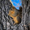 "Snacking Squirrel" in a tree @ Prospect Lake — Colorado Springs, CO.