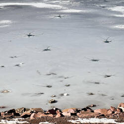 Interesting break-up points in the ice — Quail Lake Park ... Colorado Springs, CO.