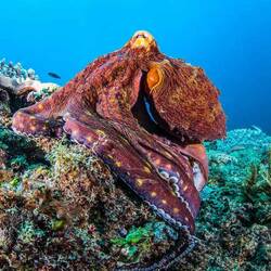 On a vu un poulpe ramper le long d'une paroi