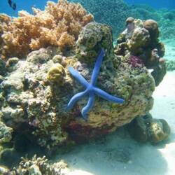 Les étoiles de mer sont toutes bleues ici