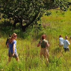 Let's scare away the lions!