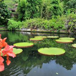 Les nénuphars géants, aussi grands qu'une roue de camion
