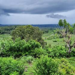 Les rizières après la pluie