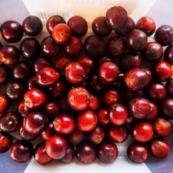 Acai Berries from an Acai Palm Tree