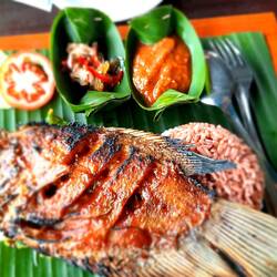 Le poisson de rivière suçon mange à la main avec la vue sur les rizières