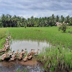 Les bebek (canards,)