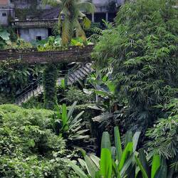 La jungle dans la ville