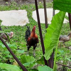 Les poules, coqs et chiens sont partout... spécialement au milieu des routes
