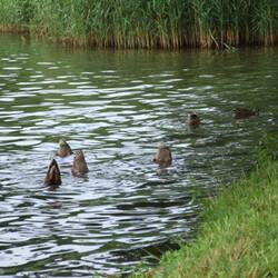 ...Schwänzchen in die Höh