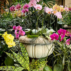 Beautiful orchids on our way to the art exhibit @ the Denver Botanic Gardens — Denver, CO.