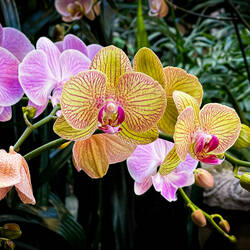 Colorful orchids @ the Denver Botanic Gardens — Denver, CO.