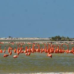 Flamingo in der Lagune Rio Lagartos