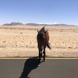 Wildes Pferd vor Lüderitz - es hätte wohl gerne einen Snack
