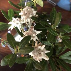 Unser erstes Edelweis