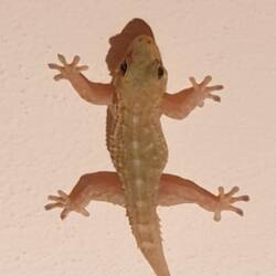 Joe, unser Haus Gecko 🦎