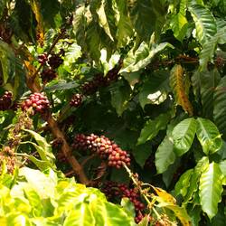 Robusta plants