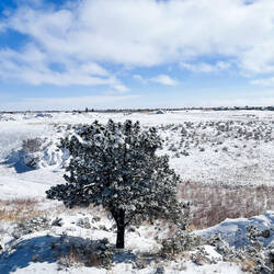 Blue skies and snow ... winter wonderland — Colorado Springs, CO.