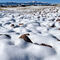 Winterscape near our neighborhood lake ... Pikes Peak in the distance — Colorado Springs, CO.