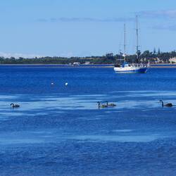 Schwarze Schwäne gibt es hier überall an der Küste.