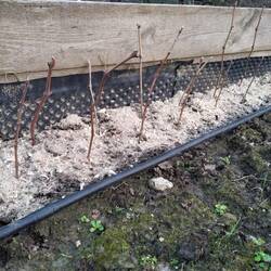 Grape cuttings
