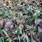 Snowdrops