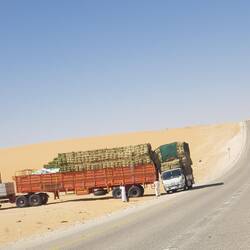 Feed for the camels