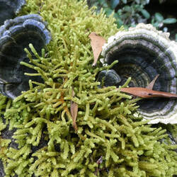 Fungus of all shapes and sizes