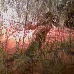 Der sollte man besser nicht begegnen