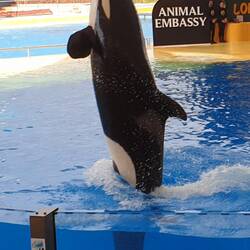 Orcas sind in freier Natur ein nochmals schönerer Anblick 🤔 ...