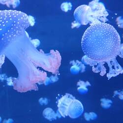 Im Aquarium leben wunderschöne Quallen.