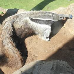 Der Ameisenbär versenkt gerade seinen Rüssel ...