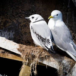 Black-legged kittiwakes — Gripholmen, Norway.