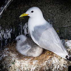 This is the youngest kittwake chick we see in the nests — Gripholmen, Norway.