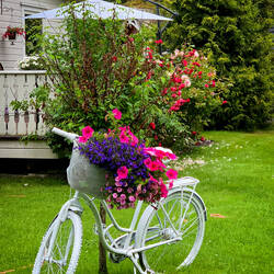 Colorful flowers add cheer to this backyard en route to the Brekkefossen Trailhead — Flåm, Norway.