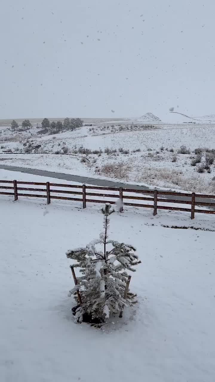 At 2:00p, we have some accumulation as the fluffy snow continues to fall — Colorado Springs, CO.
