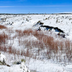 Winter wonderland — Colorado Springs, CO.