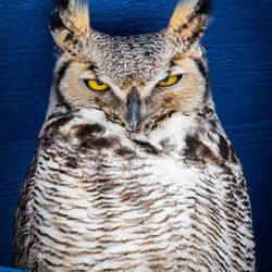 Great Horned Owls — Colorado Springs, CO.
