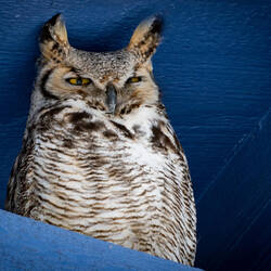 Great Horned Owls — Colorado Springs, CO.