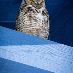Great Horned Owls — Colorado Springs, CO.