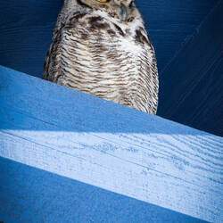 A great horned owl, of course! — Colorado Springs, CO.