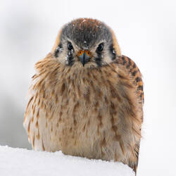 American Kestrel watching us from our deck — Colorado Springs, CO.