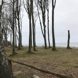 Gespensterwald Nienhagen