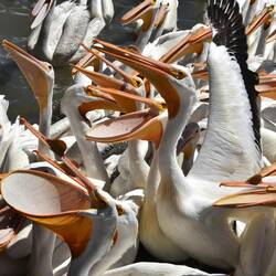 Weisse Pelikane bei Petatan