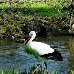 Not often to seen - Mrs. Stork in posing mood 😍😍😍!