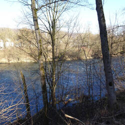 Neckar vor Neckartailfingen