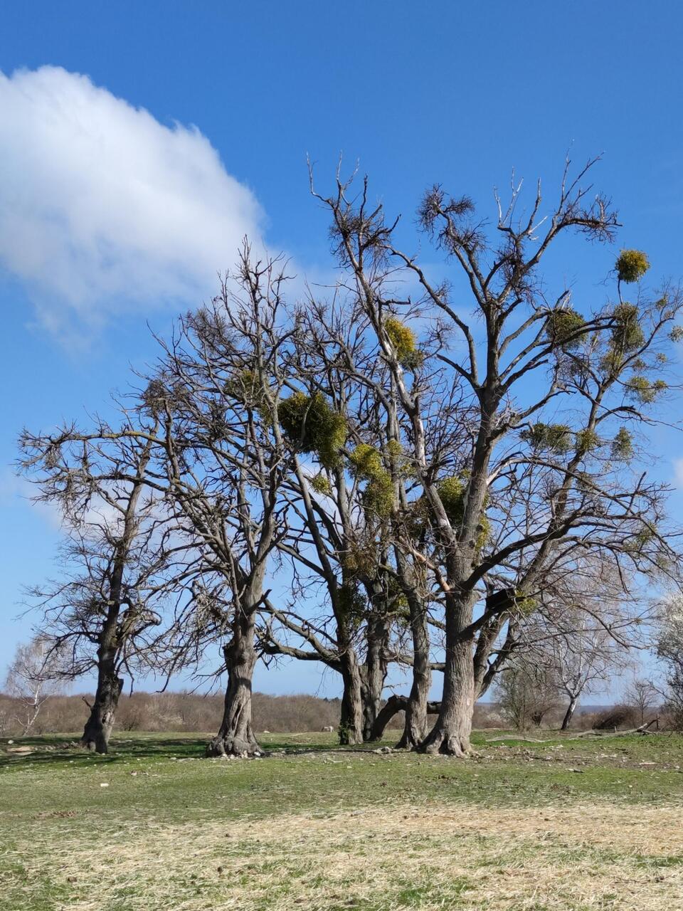 Six Linden