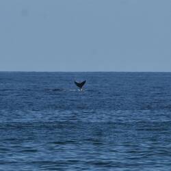 Wal watching vom Strand