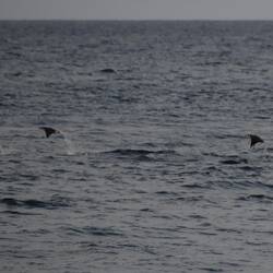 Springende Stachelrochen