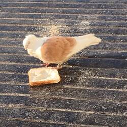 My breakfast buddy. He has a leg band.